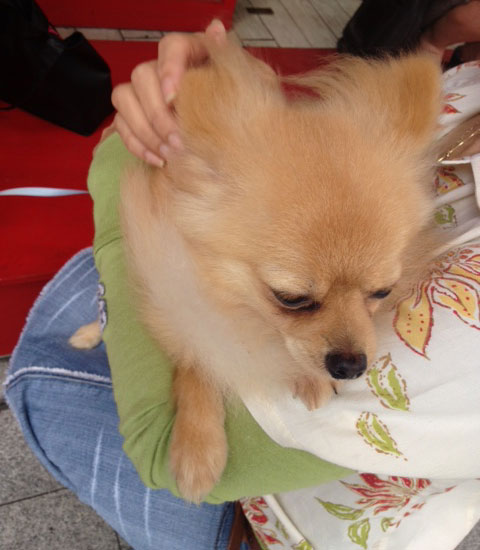 猫もカワイイが犬もカワイイ♪*゚