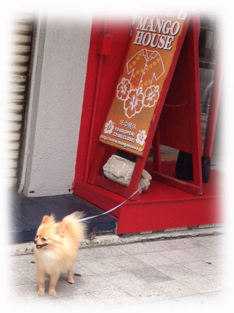 猫もカワイイが犬もカワイイ♪*゚