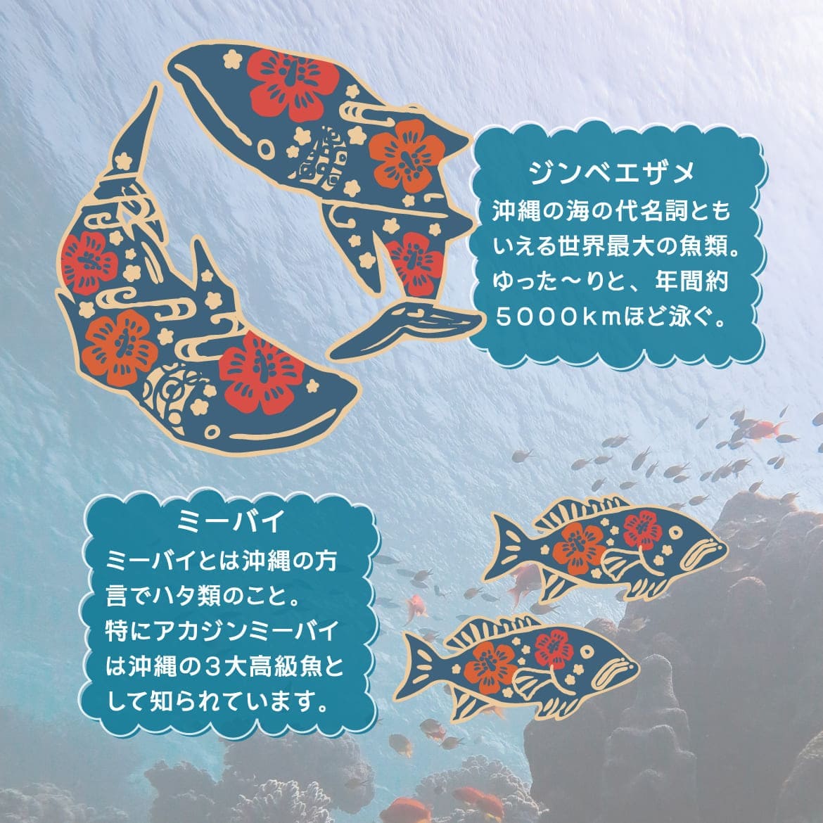 しい沖縄の海を自由気ままに泳ぐジンベエザメとおなじみの仲間たちをかわいくデザイン。