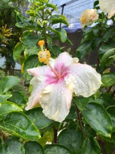 沖縄雨ハイビスカス