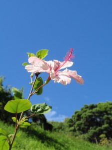ハイビスカス　アロハ