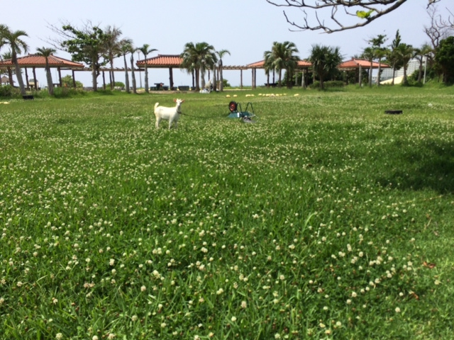 ○○でっかい犬○○