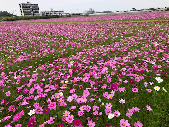 羽地村のコスモス畑に行ってみよう♪（沖縄年間お花見情報PARTⅠ）
