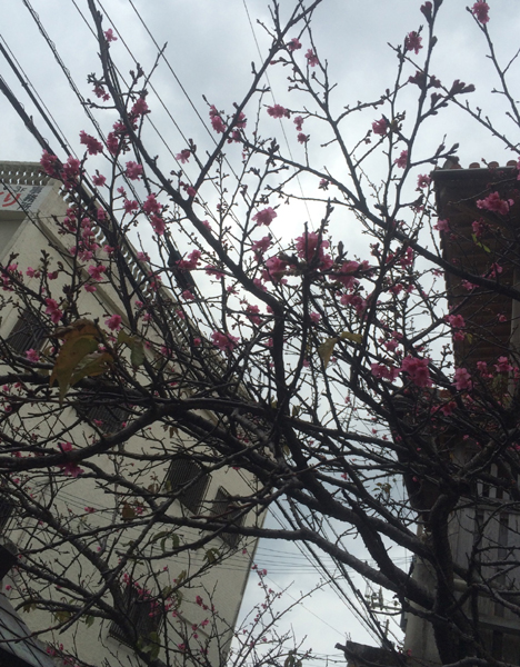 桜の花モチーフのデザイン 本店oshiro