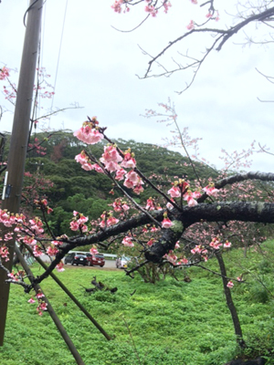 桜(*´﹃｀*)そして花よりご飯　ｻﾝｾｯﾄﾓｰﾙ店　ishikawa