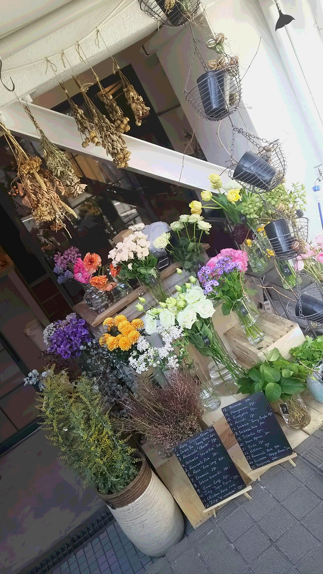 カラフルハイビ