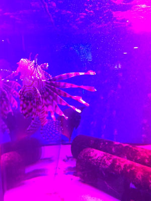 インフルエンザ流行中！　１号店Ishiki