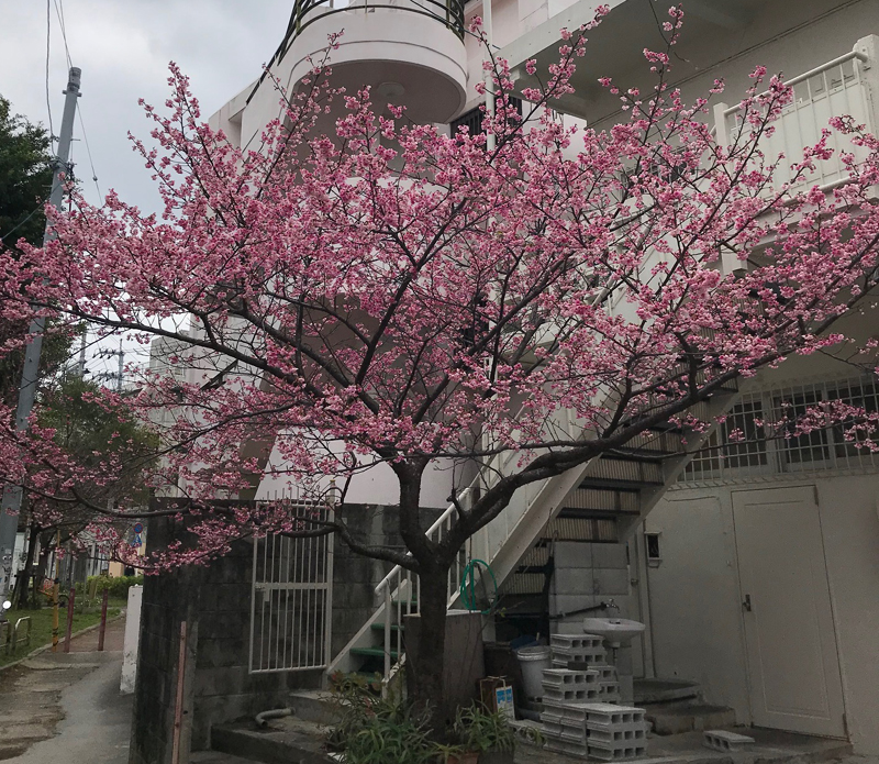 国際通りでも桜見れます2018。