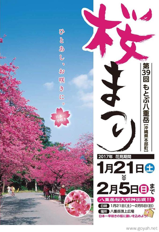 桜祭り始まりました。　　　　ムーンビーチ前店：知念