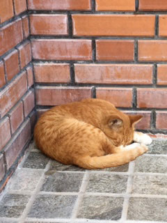 猫ブーム