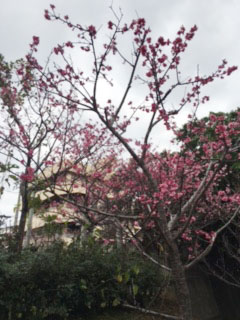 沖縄の桜