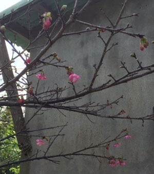 桜～♪　1号店Ishiki