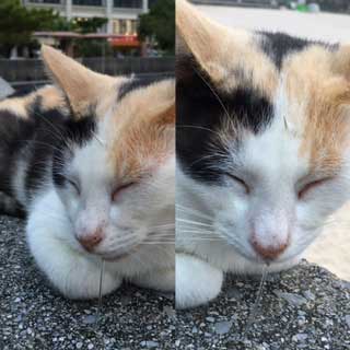 よだれ猫。
