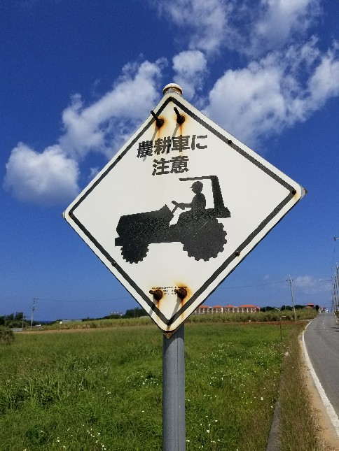 読谷 サトウキビ