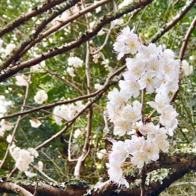 白い桜