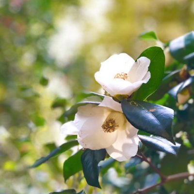 白い椿