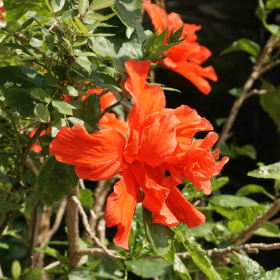 ハイビスカス　沖縄