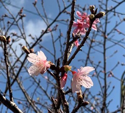 沖縄の桜