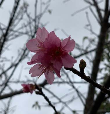 沖縄の桜
