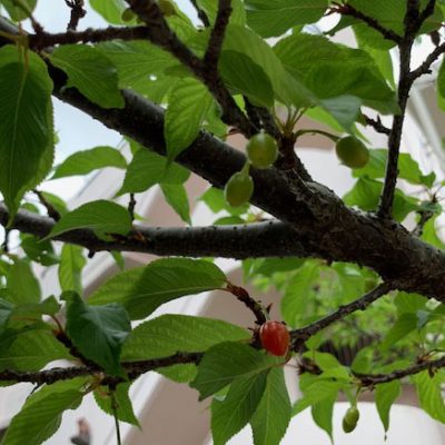 沖縄のさくらんぼ