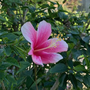 沖縄ハイビスカス