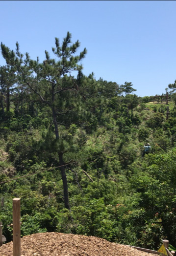 フォレストアドベンチャー