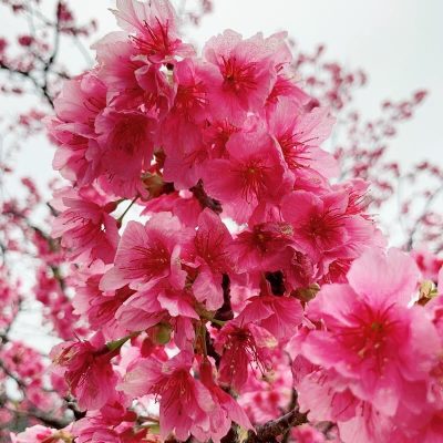 緋寒桜