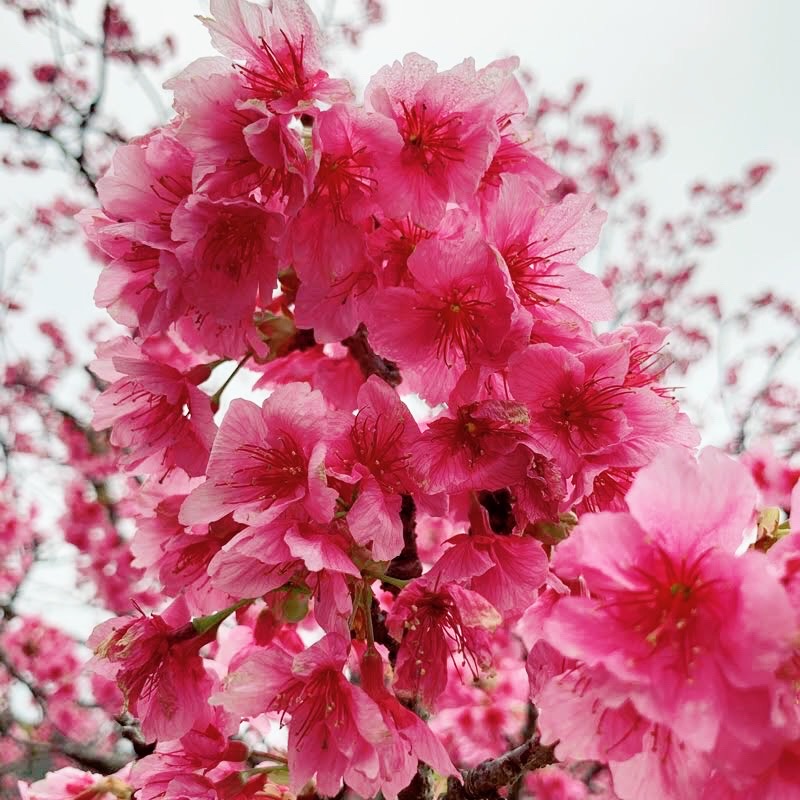 沖縄アロハを着て桜まつり行ってきました！2020