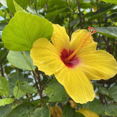 庭に咲いている沖縄の草花紹介 マンゴハウスブログ