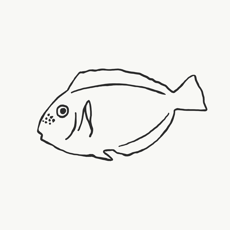 ナンヨウハギデザイン②