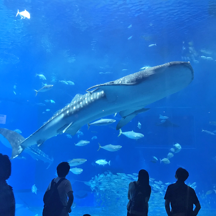 久しぶりに美ら海水族館に行ってきました＼(^o^)／