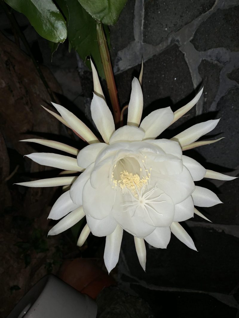 香りに誘われ月下美人の花に気付いた夜