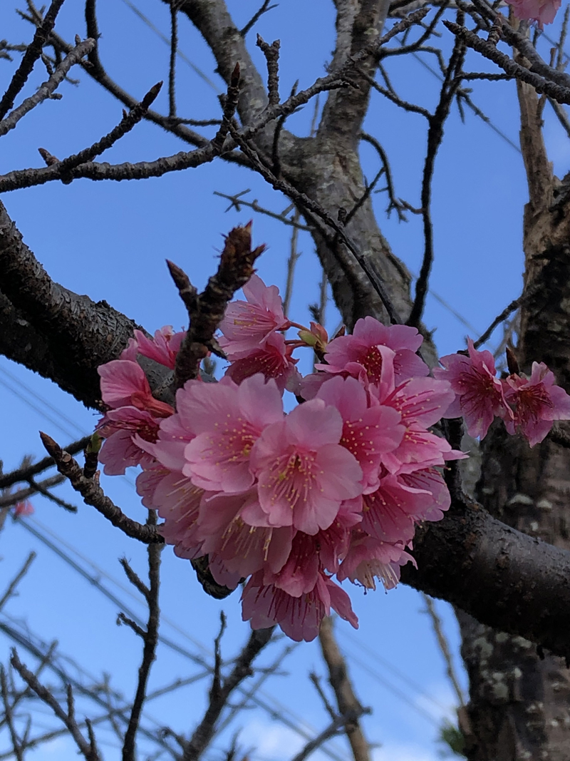 春はもうすぐかな♪