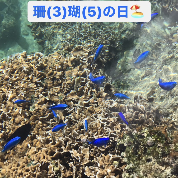 3月5日は珊瑚の日！～おすすめデザインの紹介♪～