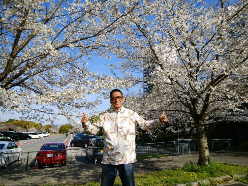 大阪城から桜便りが沖縄に届きましたよ～🌸🌸🌸