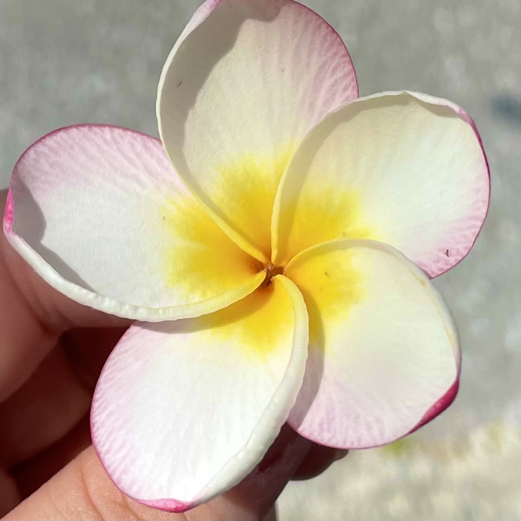 沖縄と本州のちがい🌺その④
