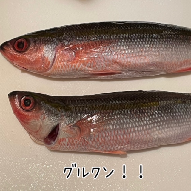 沖縄と本州のちがい🌺その⑨