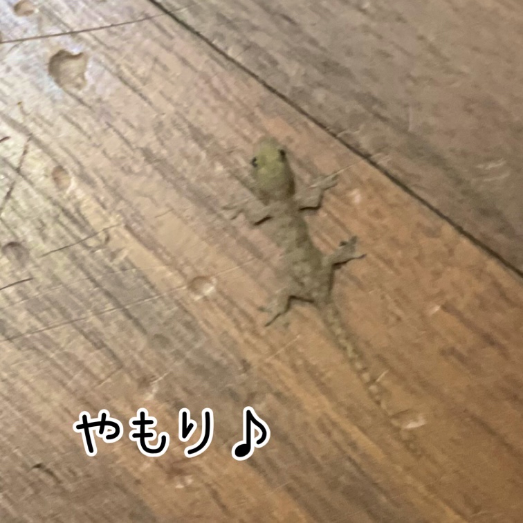 お店に遊びに来るちっちゃなお友達をご紹介～♪