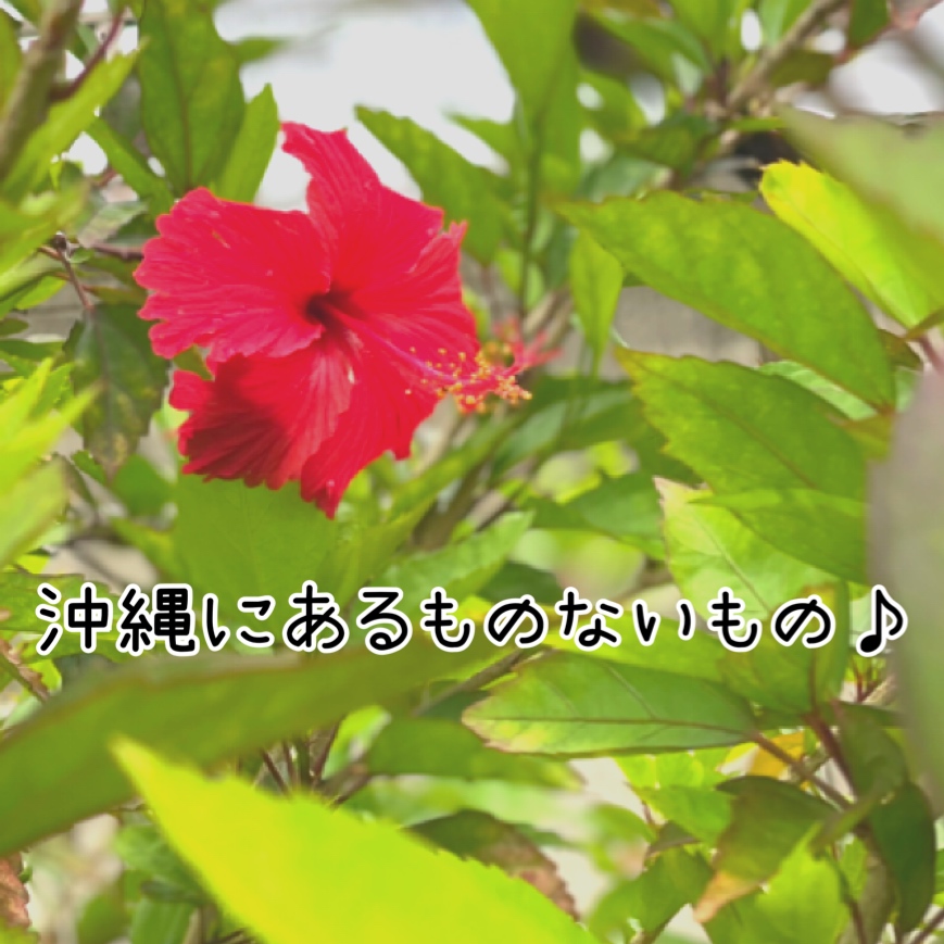 移住して発見！沖縄にあるものないもの～♪