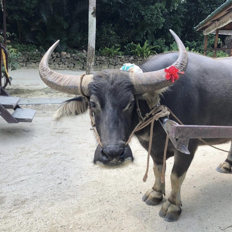ハイビスカス　水牛
