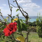 沖縄と南国の花“ハイビスカス”