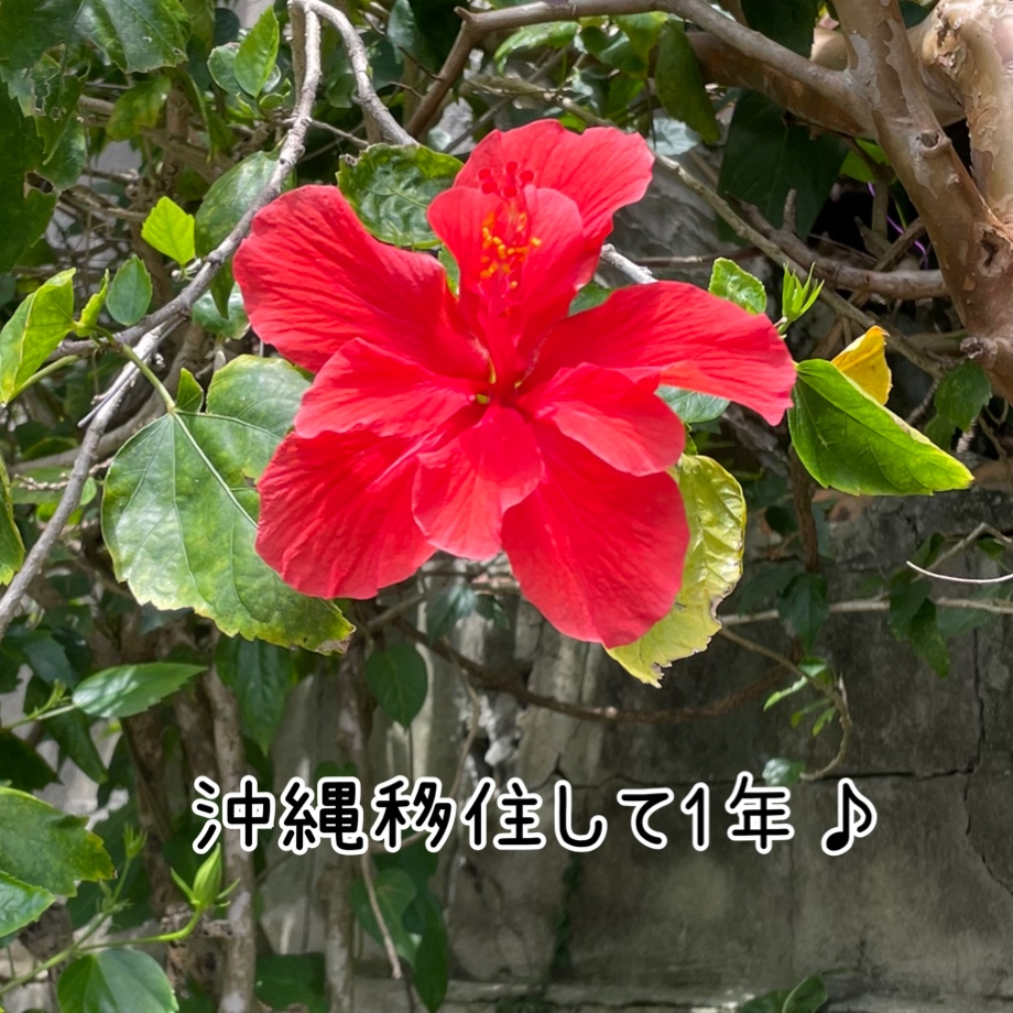 沖縄移住を初めて1年が経ちました♪