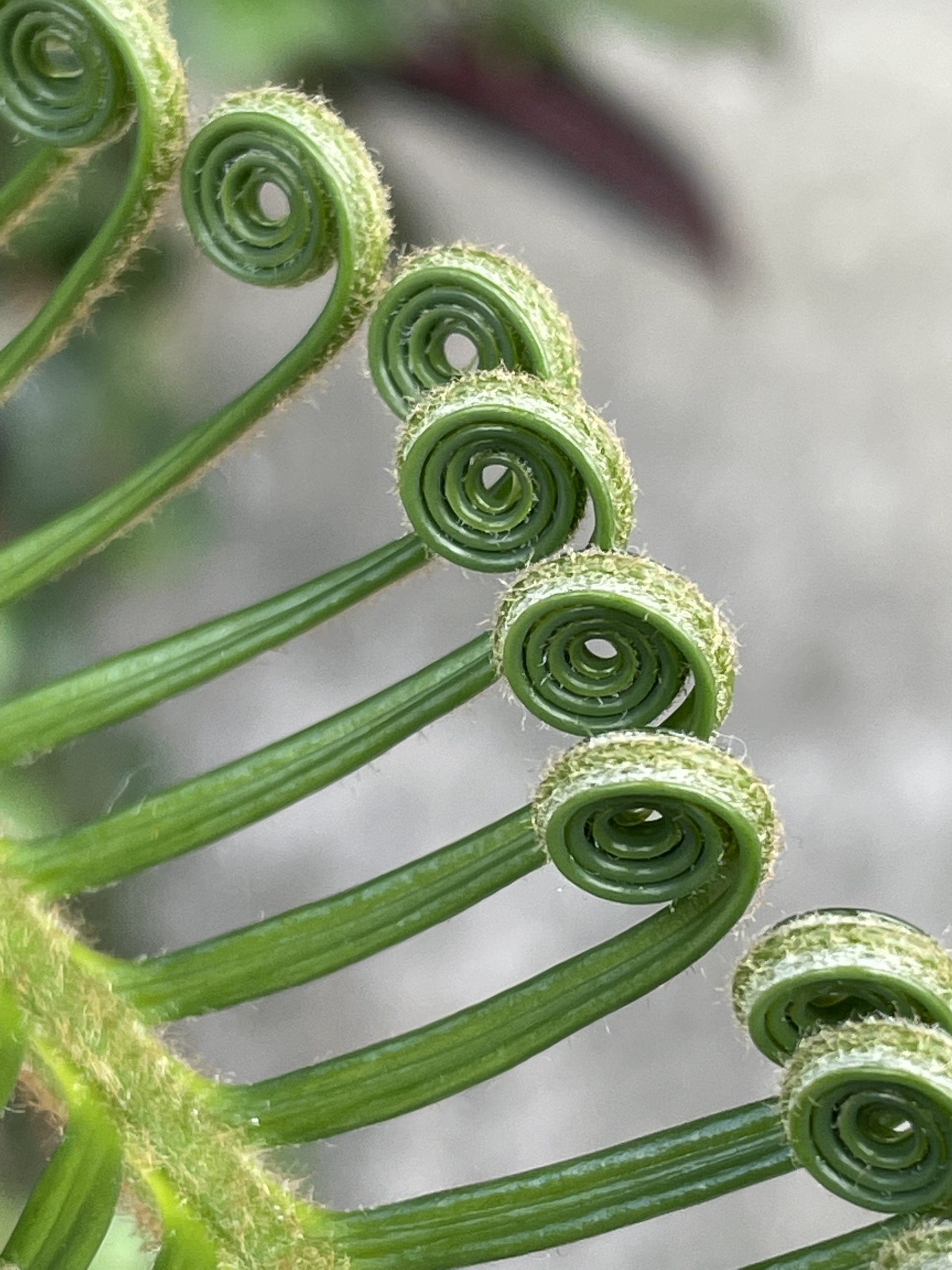 沖縄の植物♪このクルクルは何でしょう～☆