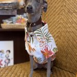 ペット用かりゆしウェアでわんちゃんもかりゆしデビュー♪