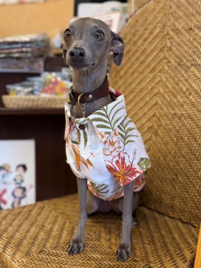 ペット用かりゆしウェアでわんちゃんもかりゆしデビュー♪