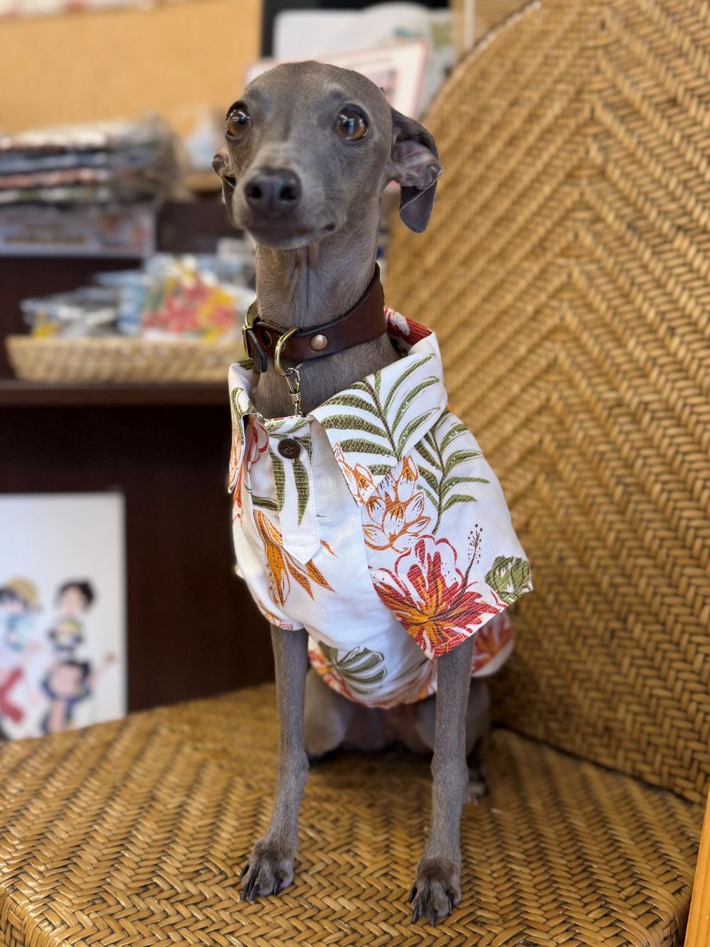 ペット用かりゆしウェアを可愛く着こなしてくれたワンちゃん🐕✨🏝️🌈🌺