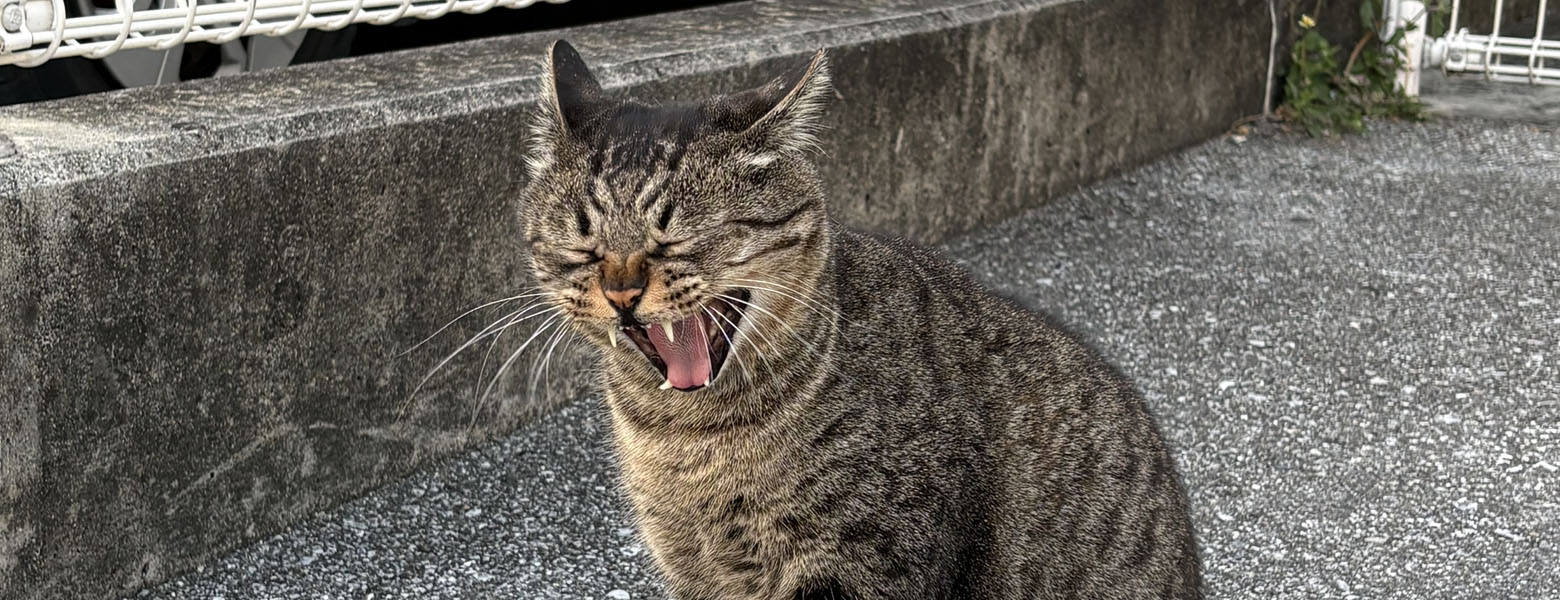 カミザト